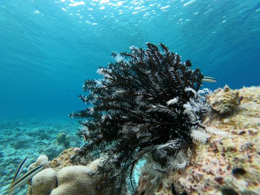 A closeup shot of growing plant surrounded by corals in sea bottom
