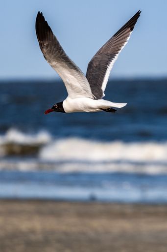 A vertical shot of a seagull flying in the sky near the beach