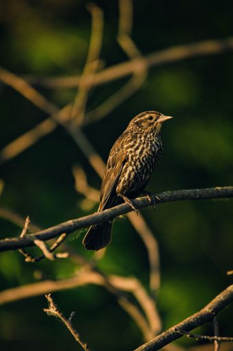 A vertical closeup shot of a common sparrow bird perched on a branch
