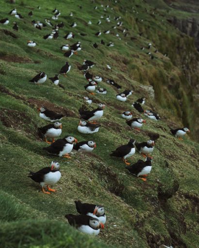 A vertical shot of flock of puffins sitting on the slope of green cliff by the sea. Faroe Islands