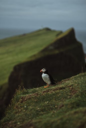 A vertical shot of an Atlantic puffin (Fratercula arctica) on a blurred background on Faroe Islands