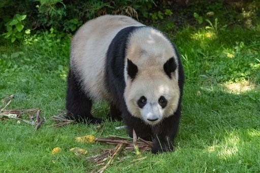 Young giant panda eating bamboo in the grass, portrait