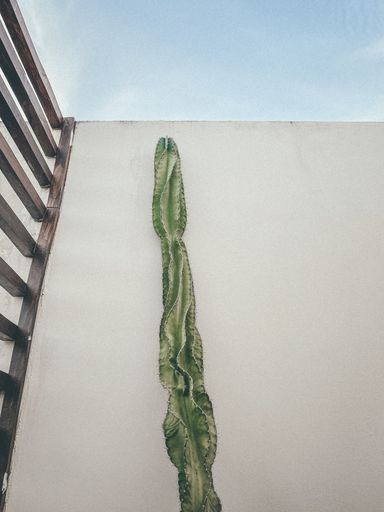 A vertical of a cactus leaning up against a terrace wall with a blue sky in Mexico.