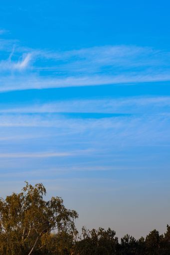 A vertical shot of trees against a blue cloudy sky in the morning