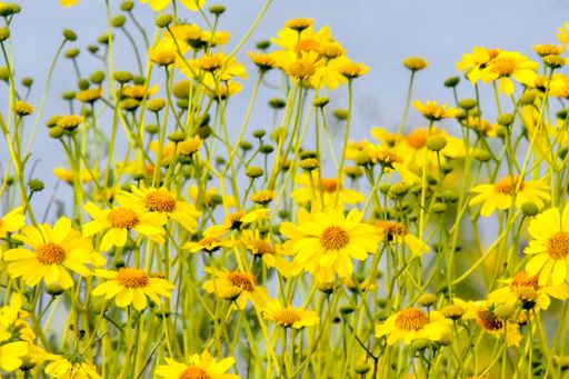 A selective focus shot of dahlberg daisy flowers and buds blooming in the field with blur background