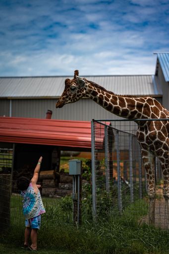 A vertical shot of a giraffe behind the wire fence and a female trying to get it with her hand lent