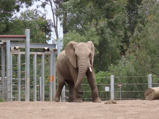 An African elephant walking in its enclosure at the zoo