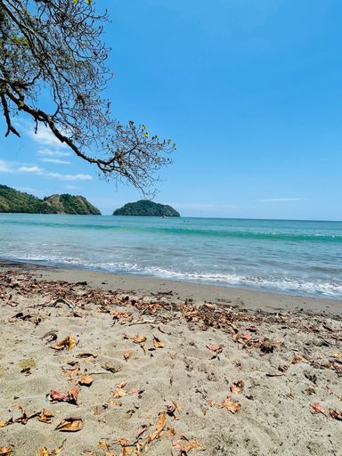A vertical shot of sandy beach with dry leaves by water in Playa Herradura beach on a sunny day