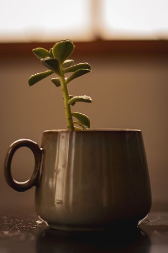 A vertical shot of a Pigmyweed planted in a cup on the wooden surface with blurred background