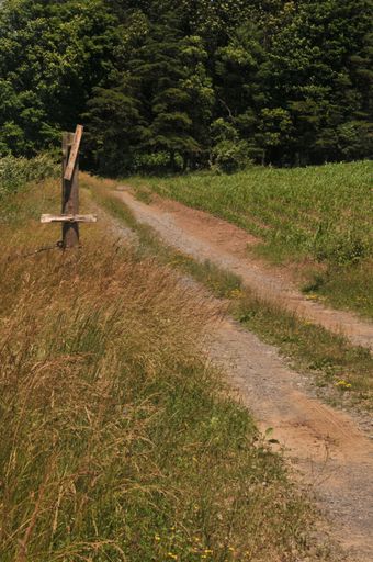 A vertical shot of a rural road leading to a sown field and a green forest