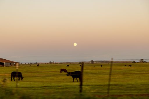 The cows in a pasture under a moon
