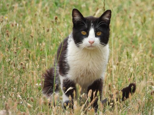 A closeup shot of acute cat in a field staring at the camera
