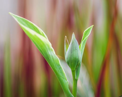 A closeup shot of an unopened Thelymitra flower bud with green leaves and a blur background