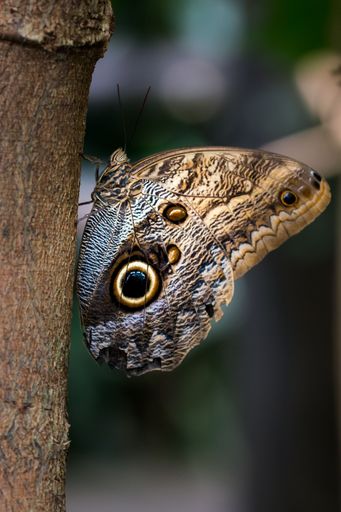 A vertical closeup of a brown Owl Butterfly on a tree trunk