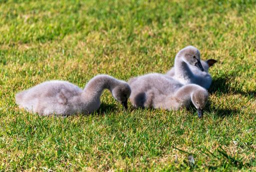 Three baby black swans or cygnets sitting on a sunlit green grassy pasture. Grey fluffly feathers catch the sun. Two are eating grass or worms