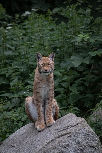 A vertical shot of a Lynx sitting on a rock in a forest