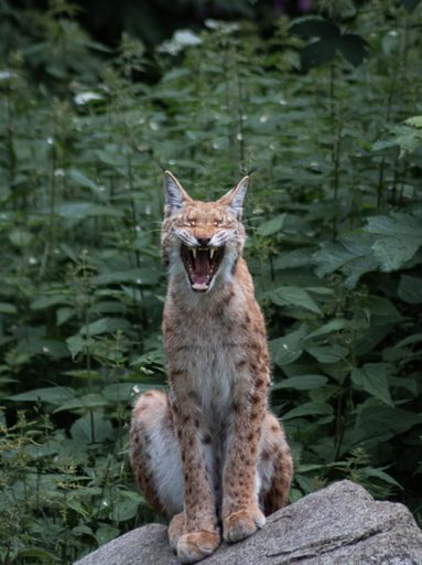 A vertical shot of a hissing Lynx while sitting on a rock in a forest