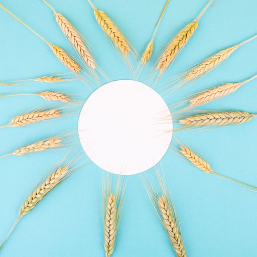 Wheat crop on a blue background, copy space for text, food harvest in the summer, golden straws