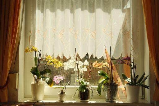 Different kinds of indoor plants in pots lined on a windowsill