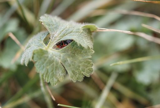A closeup shot of green leaves with a blurred natural background
