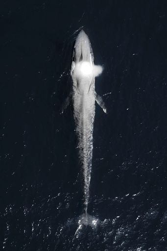 An aerial top shot of a gorgeous blue whale on the surface-emitting water