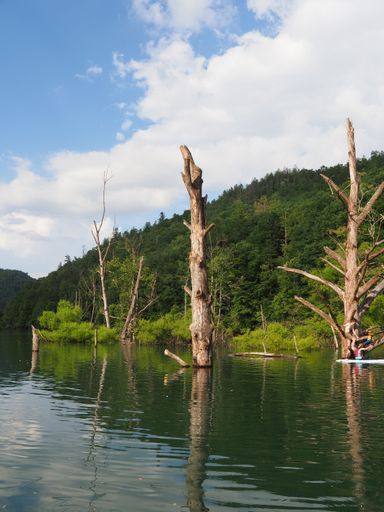 A vertical shot of Fontana Lake with tree trunks and greenery near Bryson city, North Carolina, USA