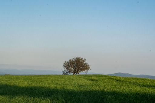 A lonely tree in a green field