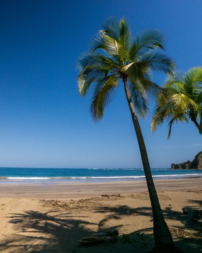 A vertical shot of palm trees on a sunny beach in Guanacaste, Costa Rica