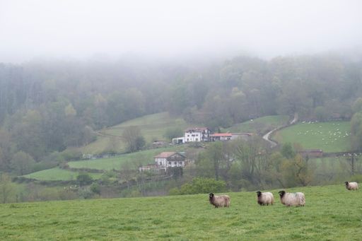 View of Latxa sheep grazing on green farm pasture in Navarre, Baztan valley, against the background of forest and buildings on hill on foggy morning