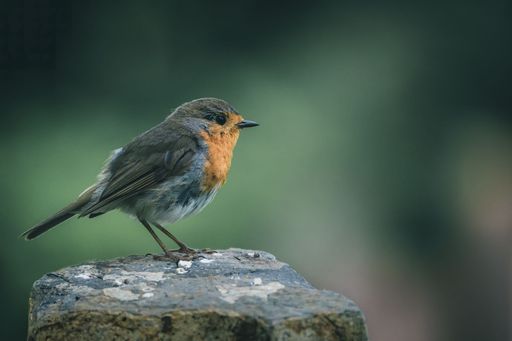 A cute Rotkehlchen Robin bird sitting on tree stump on blurred background