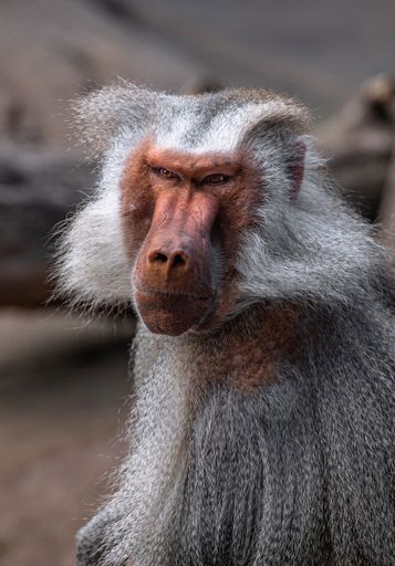 A vertical selective focus of a cute baboon monkey in its habitat