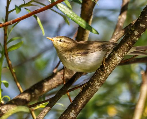 A closeup shot of a willow warbler perched on a wooden tree branch in a forest