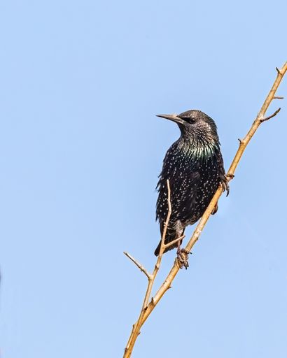 A Eurasian starling perched on a tree branch early in the morning in blue sky background