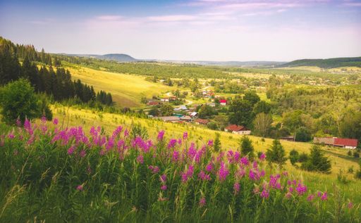 A beautiful scenery of a valley with purple flowers in Nizkoye village, Russia, in daylight