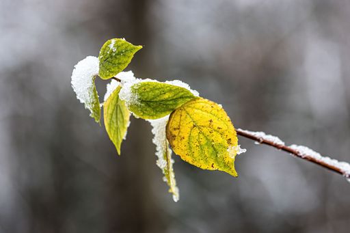 A closeup shot of autumn leaves covered in snow in a blurred background