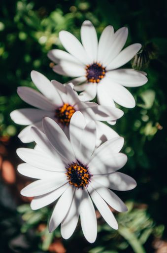 A closeup shot of the beautiful white African Daisy flowers under the sunlight