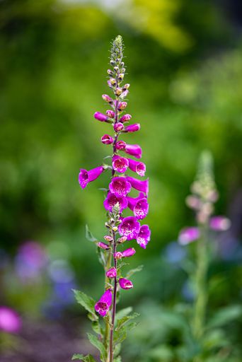 A vertical shot of Foxglove with leaves blurred in the background