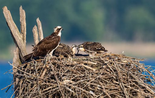 A closeup of an Osprey bird sitting on the edge of its nest feeding its hatchlings