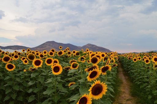 A beautiful view of sunflower field and a field trail between the tall plants under a blue sky