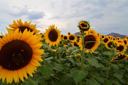 A beautiful view of a sunflower filed under a blue sky
