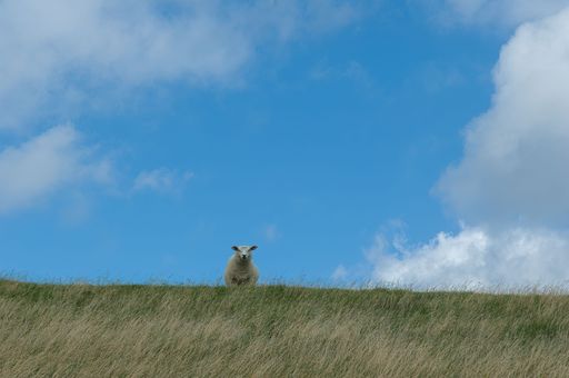 The Icelandic sheep looking at the camera while grazing in lush green pasture in Westerhever village in Germany