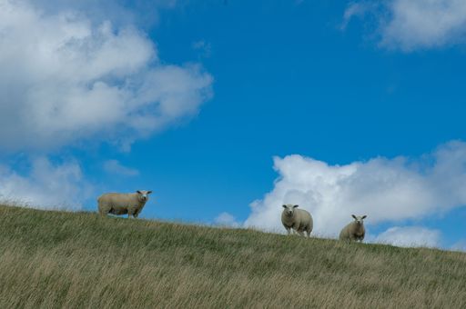 A flock Texel sheep grazing in lush green pasture in Westerhever village in Germany