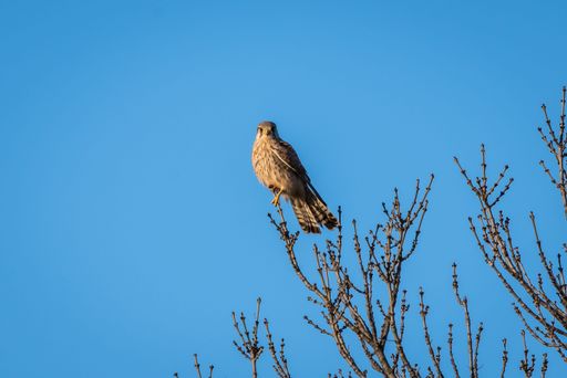 A low angle shot of a beautiful common kestrel bird on a tree branch against a blue sky