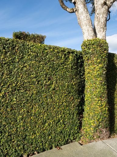 Green creeper plant hedge on wall and tree trunk with concrete sidewalk in front and blue sky in background