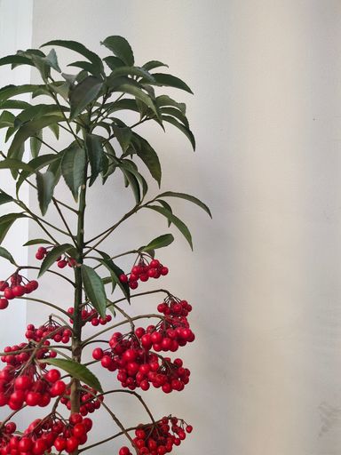 A vertical shot of red small fruits of the plant with branches stretched upwards