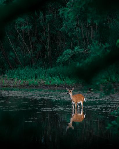 A vertical shot of a deer standing in a lake, surrounded by green trees reflecting on its surface
