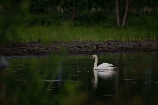 A beautiful shot of a white swan swimming in a lake reflecting green plants on its shore