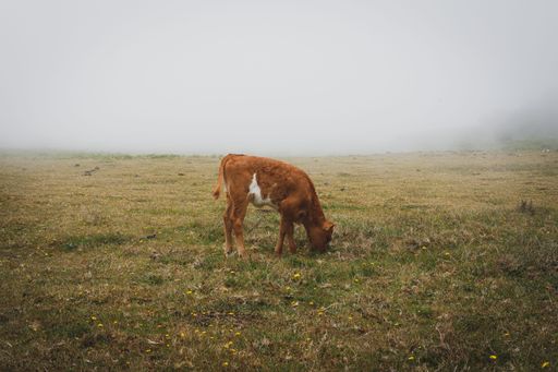 The cattle grazing in a field in a misty morning