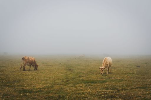 The cattle grazing in a field in a misty morning