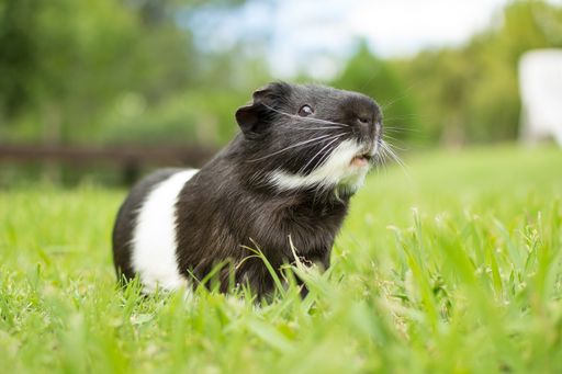 A closeup shot of a black and white guinea pig on grass